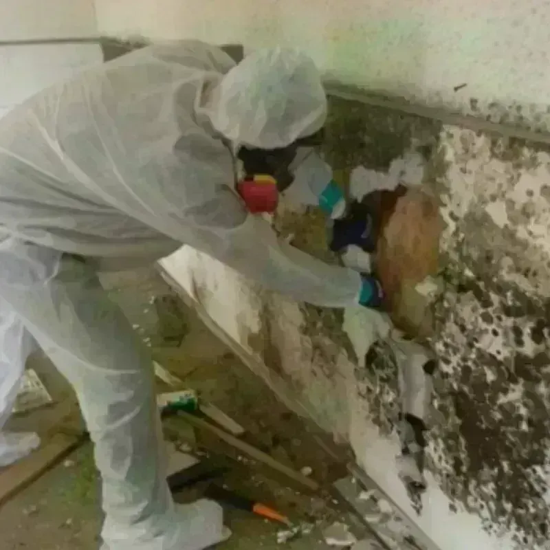 Mold Remediation and Removal in Bell County, TX